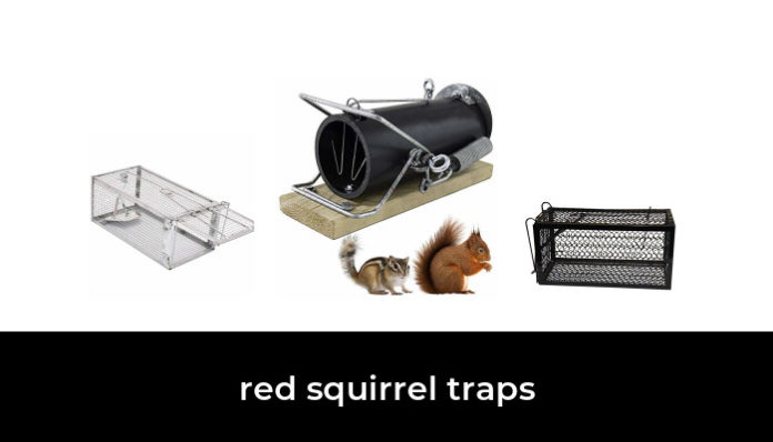 45 Best red squirrel traps 2022 - After 248 hours of research and testing.