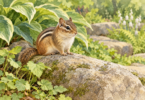 Illustration of a chipmunk sitting on a stone beside green leaves.