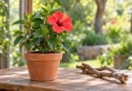 A potted hibiscus with a coral-red flower beside natural branches on a wooden bench.