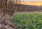 A white-tailed doe beside green grass and broad-leaved plants in a lightly frosted field at dawn