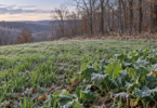 Frost-touched green forage beside leafless woodland with a deer at the field edge