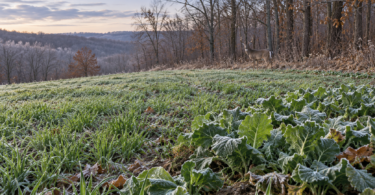 Frost-touched green forage beside leafless woodland with a deer at the field edge