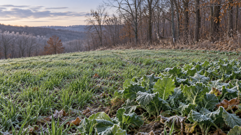 Frost-touched green forage beside leafless woodland with a deer at the field edge