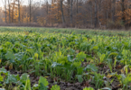 Leafy forage plants and narrow green leaves in an autumn field, with a deer near the woodland edge.