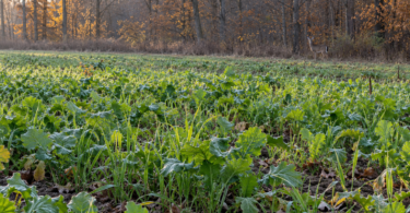 Leafy forage plants and narrow green leaves in an autumn field, with a deer near the woodland edge.