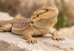 Tan bearded dragon resting on a pale stone ledge with a softly blurred background