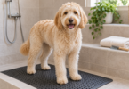 Cream-colored Labradoodle standing on a black non-slip mat in a tiled wash area beside towels and a grooming comb