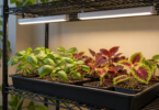 Two unbranded white light bars above small basil and coleus plants on a black wire shelf